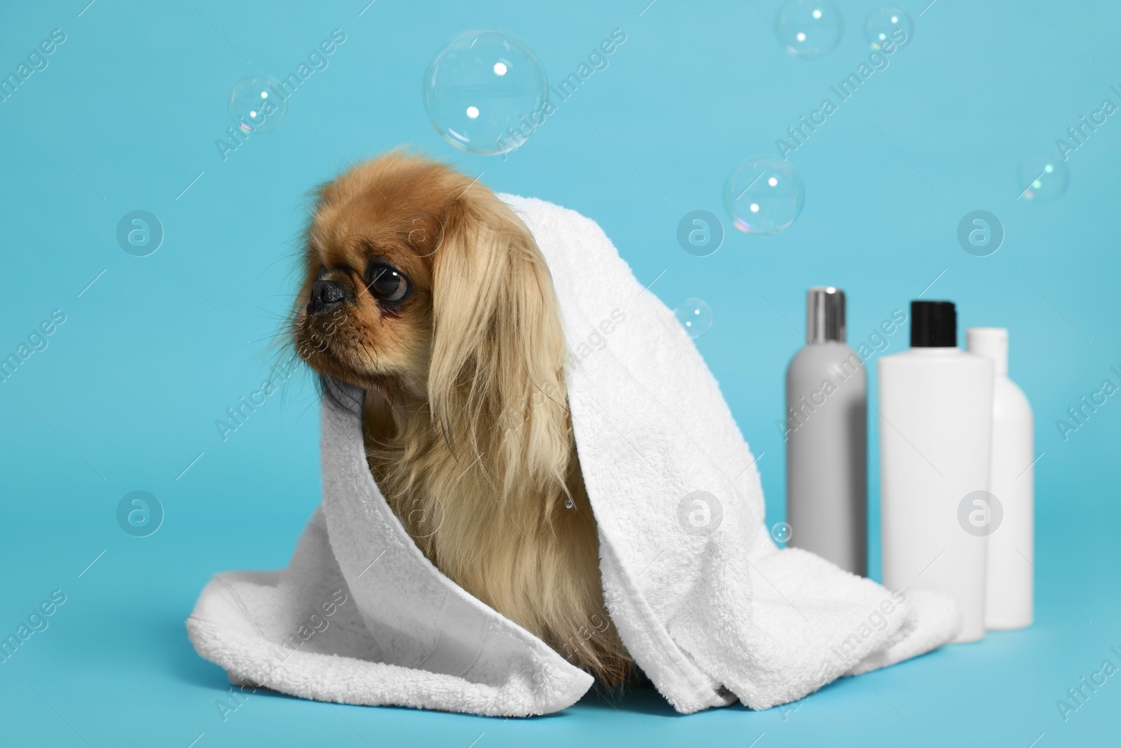 Photo of Cute Pekingese dog wrapped in towel, bottles and bubbles on light blue background. Pet hygiene