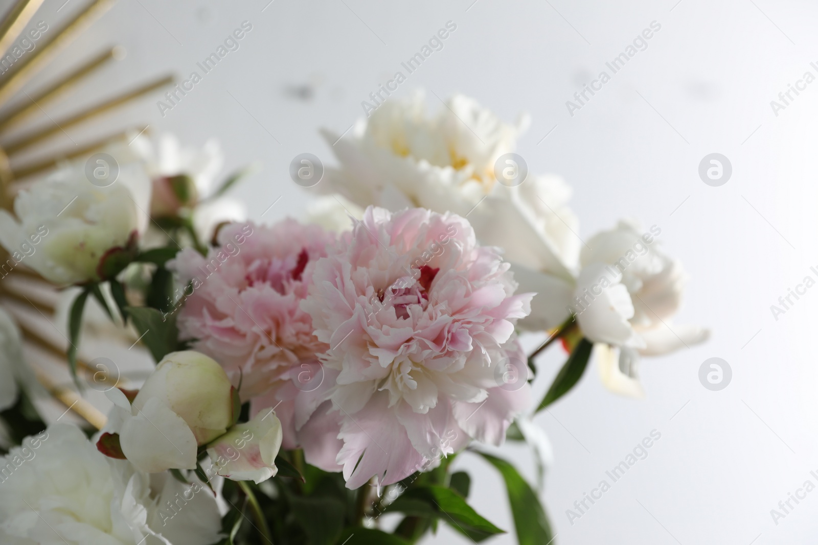 Photo of Bouquet of beautiful peony flowers on light background, closeup