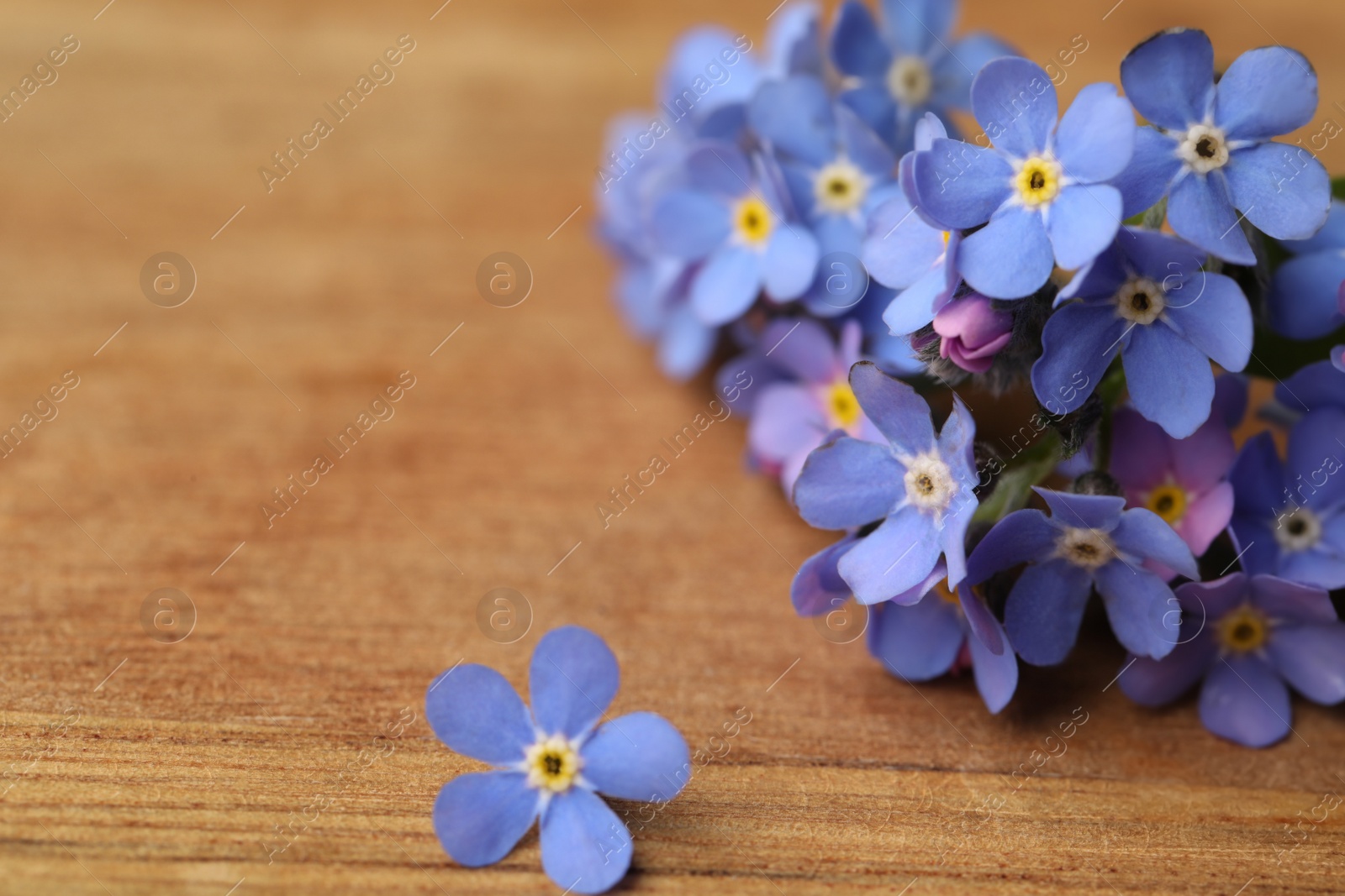 Photo of Beautiful blue Forget-me-not flowers on wooden table, closeup. Space for text