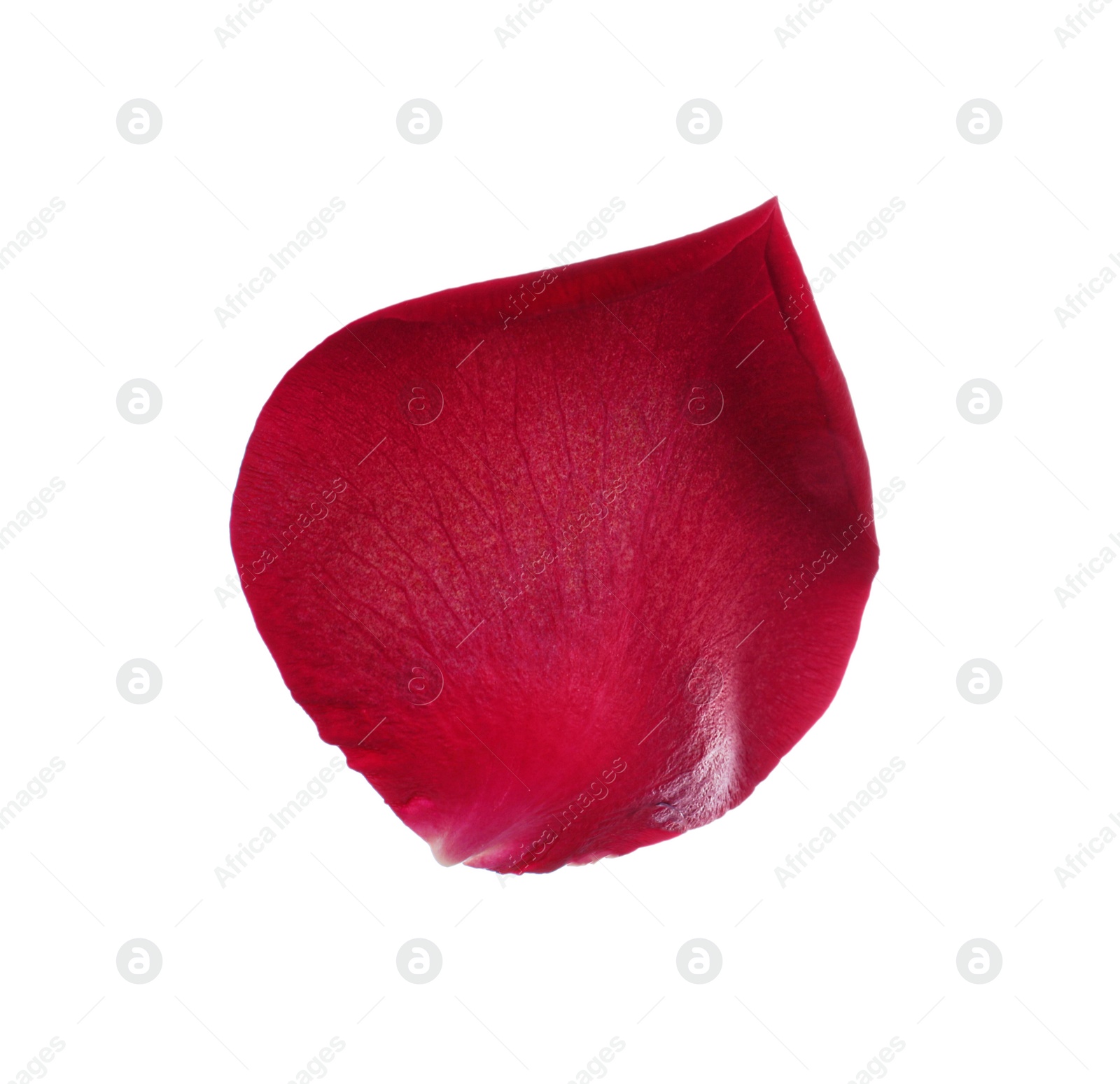 Photo of Red rose flower petal on white background