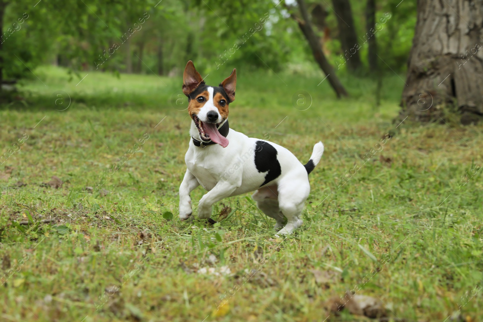 Photo of Adorable Jack Russell Terrier dog playing in park