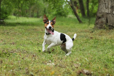 Photo of Adorable Jack Russell Terrier dog playing in park