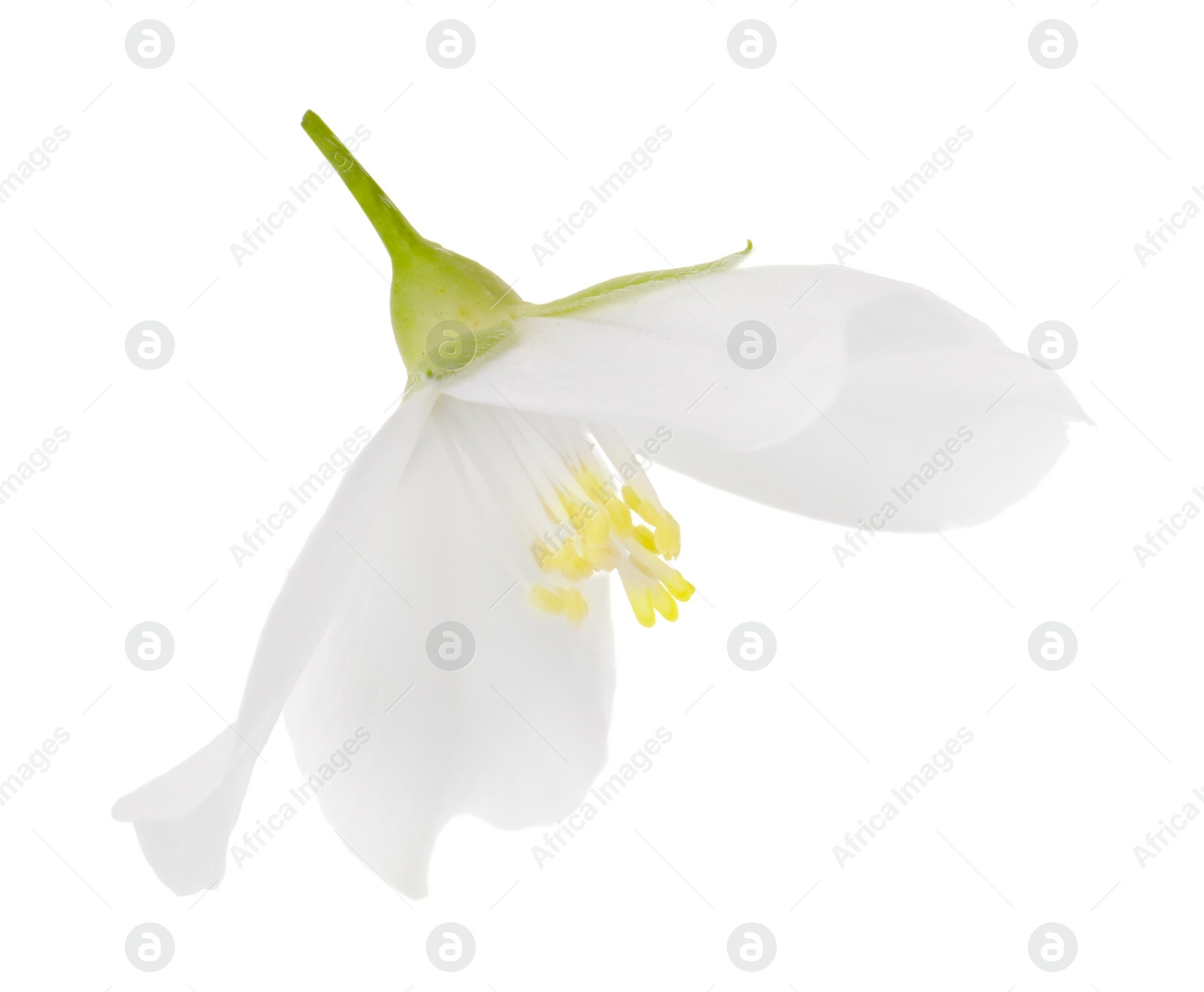 Photo of Beautiful delicate jasmine flower isolated on white