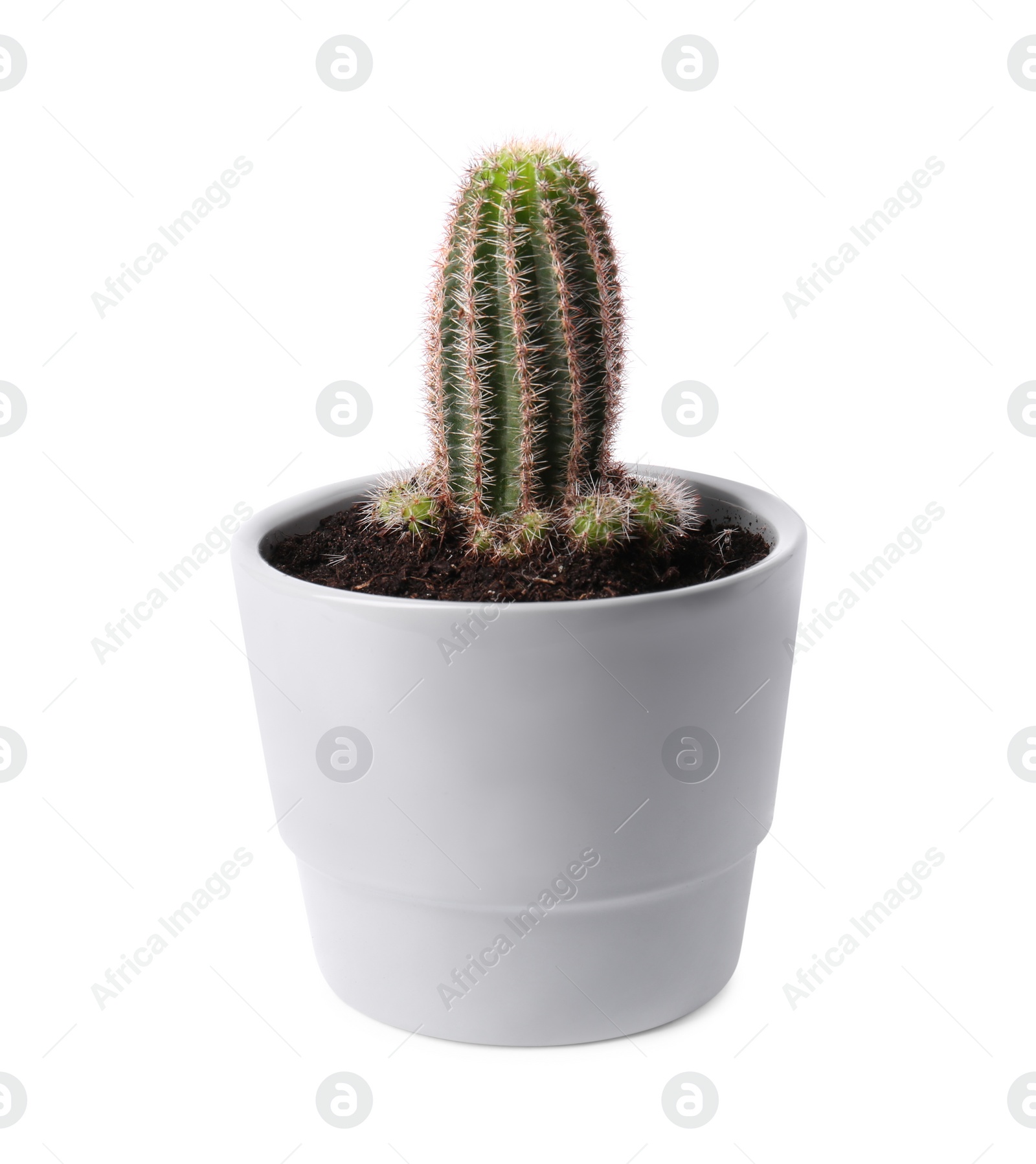 Photo of Beautiful green cactus in pot isolated on white