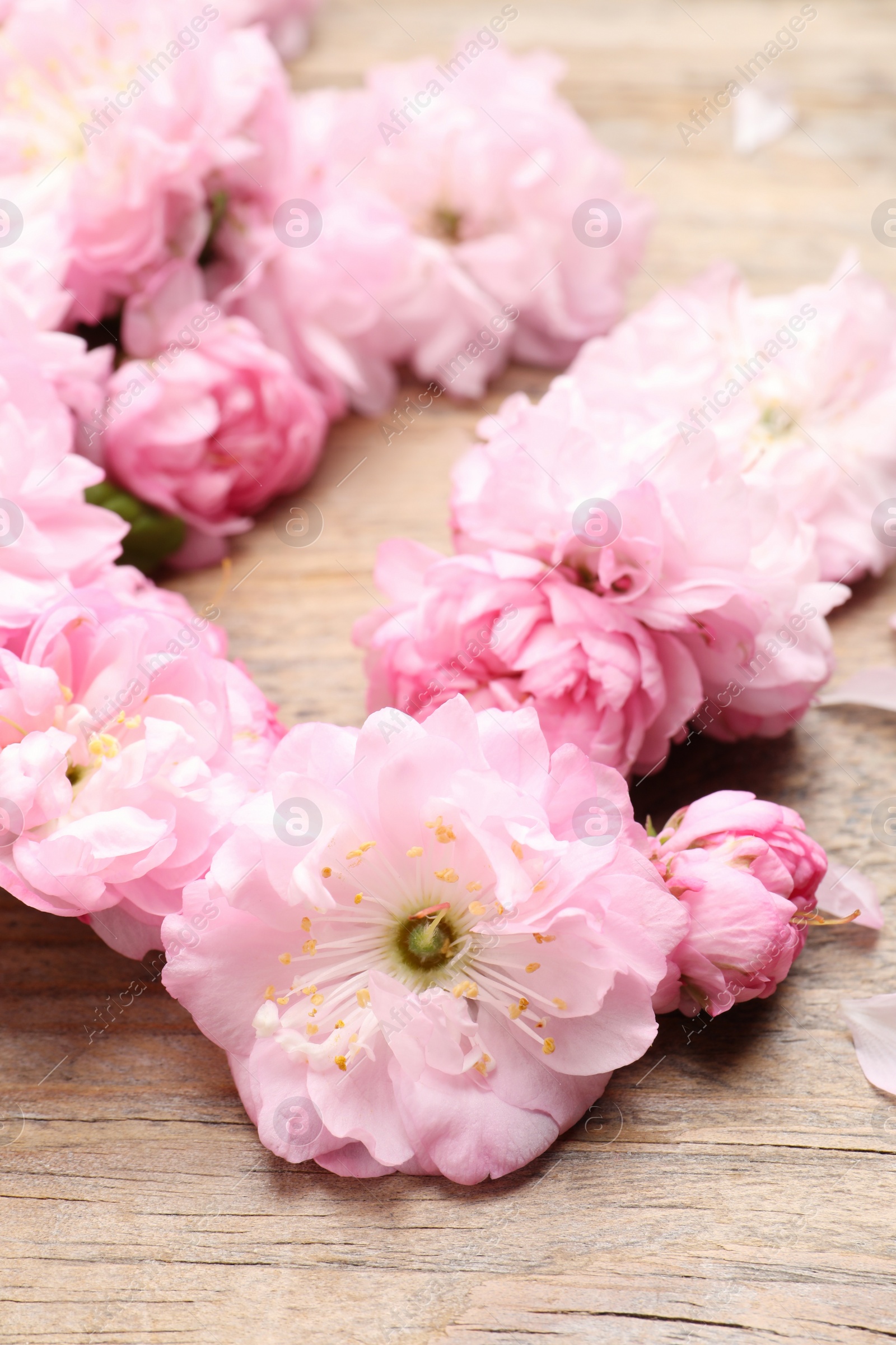 Photo of Beautiful sakura tree blossoms on wooden background, closeup