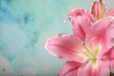 Photo of Beautiful pink lily flowers on light blue background, closeup. Space for text