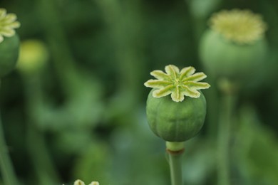 Green poppy head growing in field, closeup. Space for text