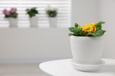 Photo of Beautiful primrose plant in flower pot on white table indoors, space for text