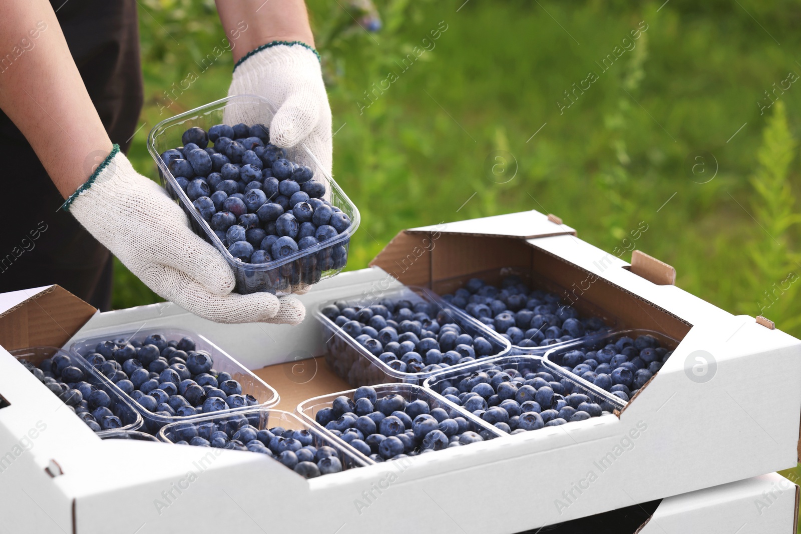 Photo of Man with containers of fresh blueberries outdoors, closeup. Seasonal berries