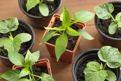 Photo of Seedlings growing in plastic containers with soil on wooden table, above view