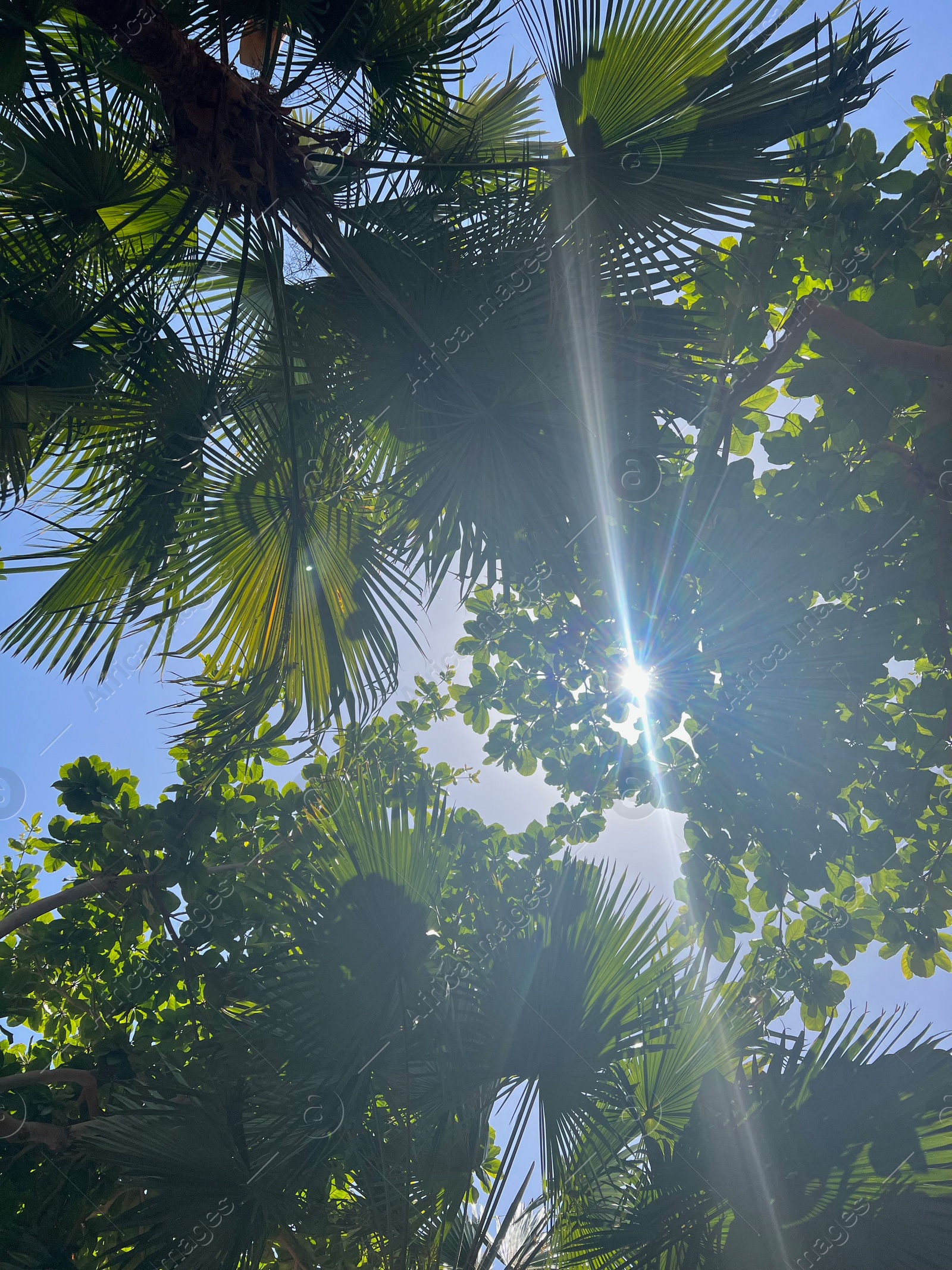 Photo of Beautiful tropical trees with green leaves against blue sky, bottom view