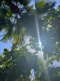 Photo of Beautiful tropical trees with green leaves against blue sky, bottom view