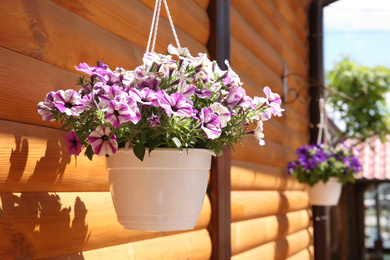 Photo of Beautiful flowers in hanging plant pot outdoors on sunny day