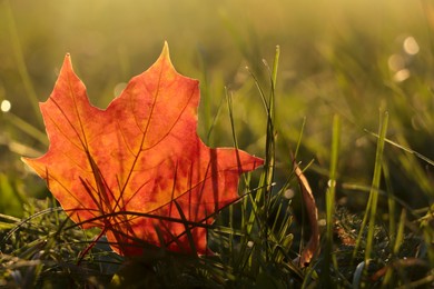 Beautiful fallen leaf among green grass outdoors on sunny autumn day, closeup. Space for text