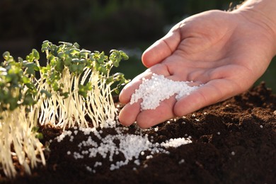 Man fertilizing soil with growing young microgreens outdoors, closeup