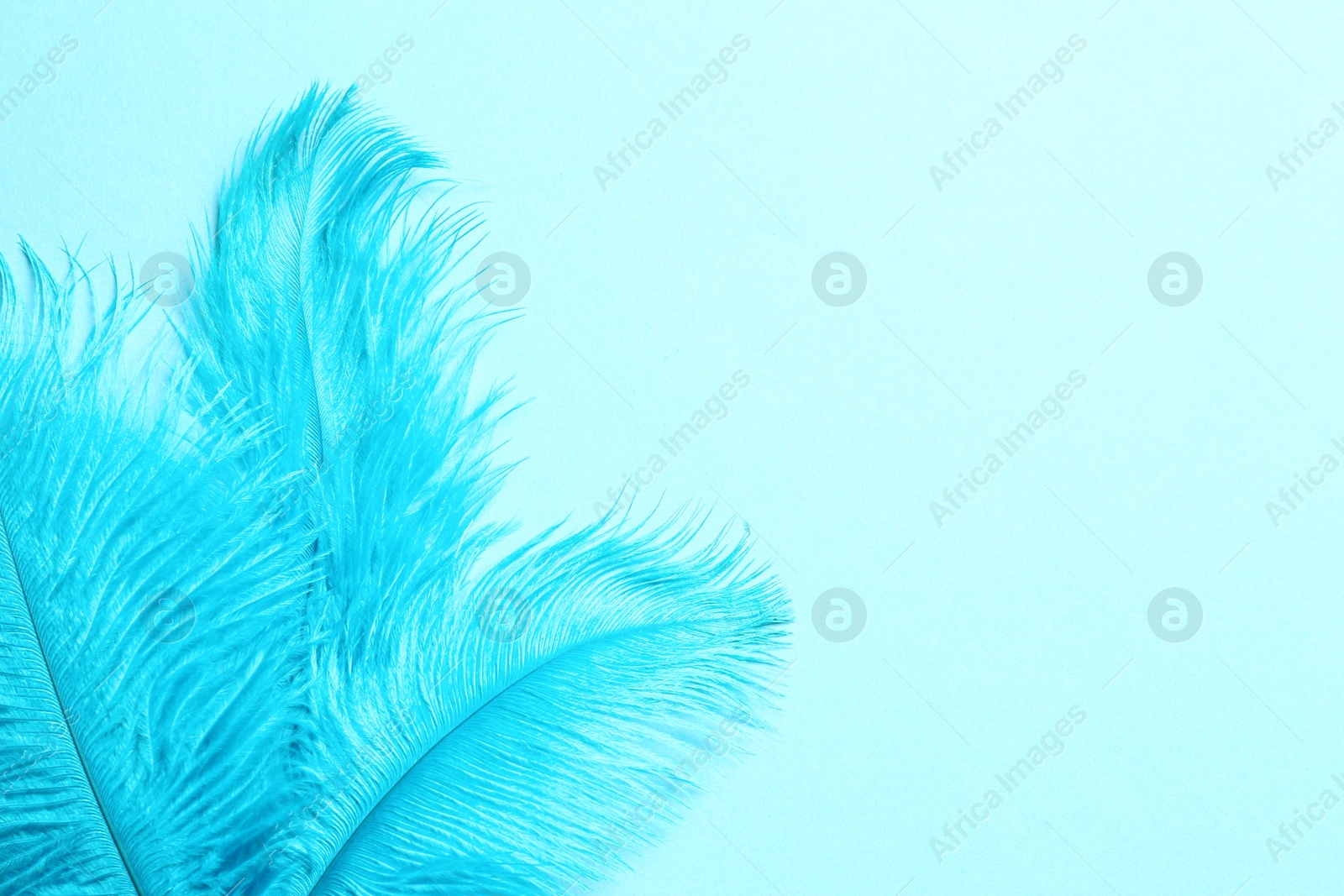 Photo of Beautiful delicate feathers on light blue background, top view. Space for text