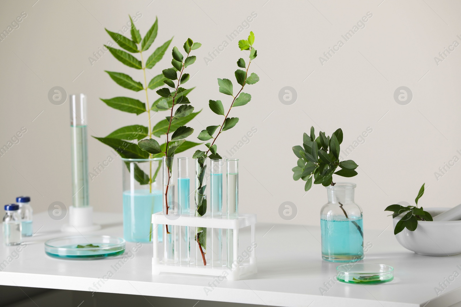 Photo of Many glass tubes with leaves on white table indoors