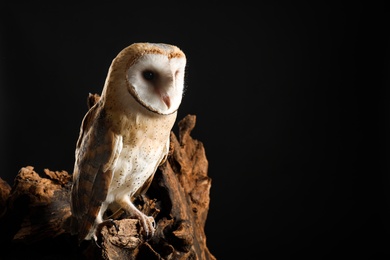 Photo of Beautiful common barn owl on tree against black background. Space for text