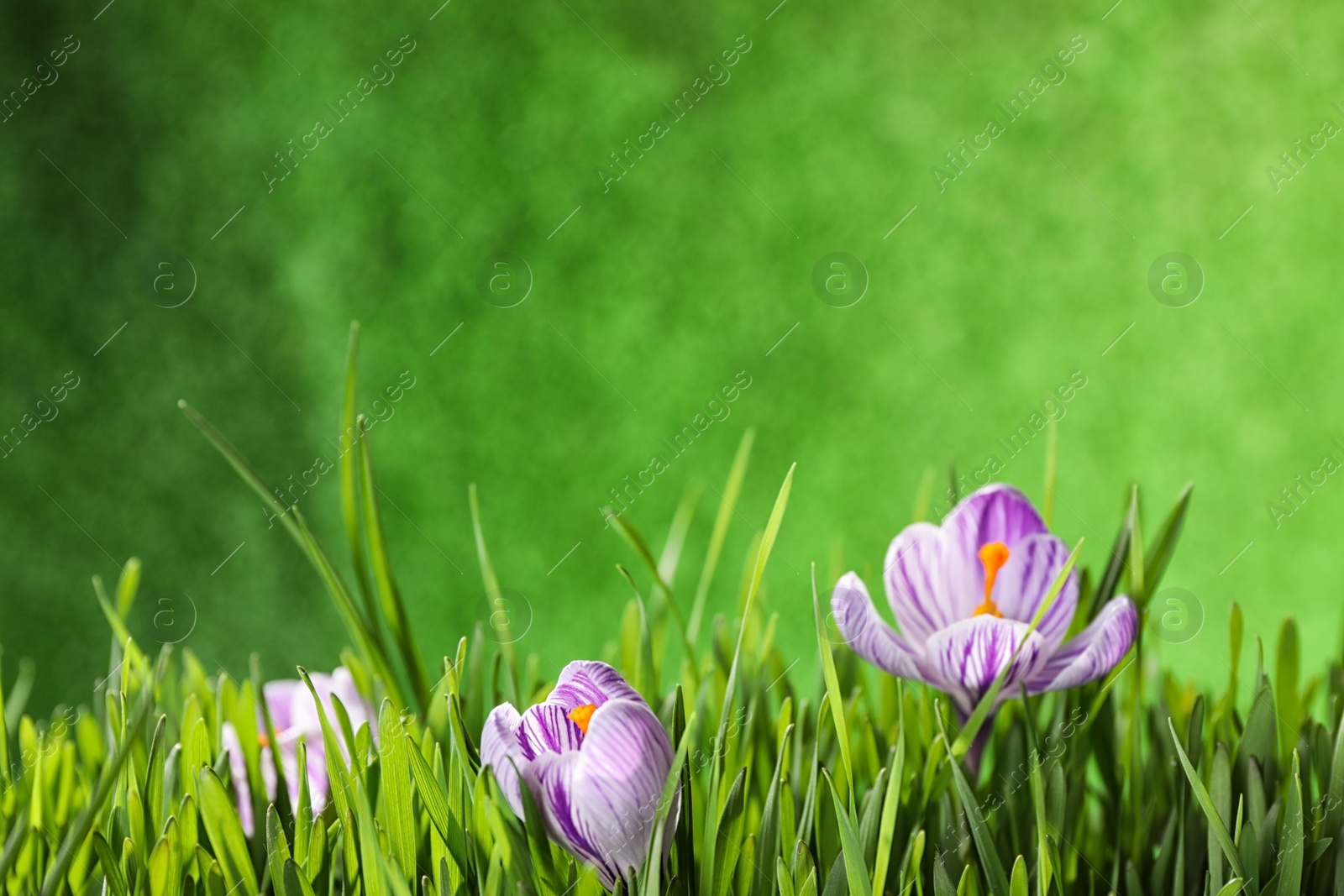 Photo of Fresh grass and crocus flowers on green background, space for text. Spring season