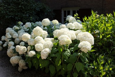 Beautiful hydrangea shrubs with white flowers outdoors