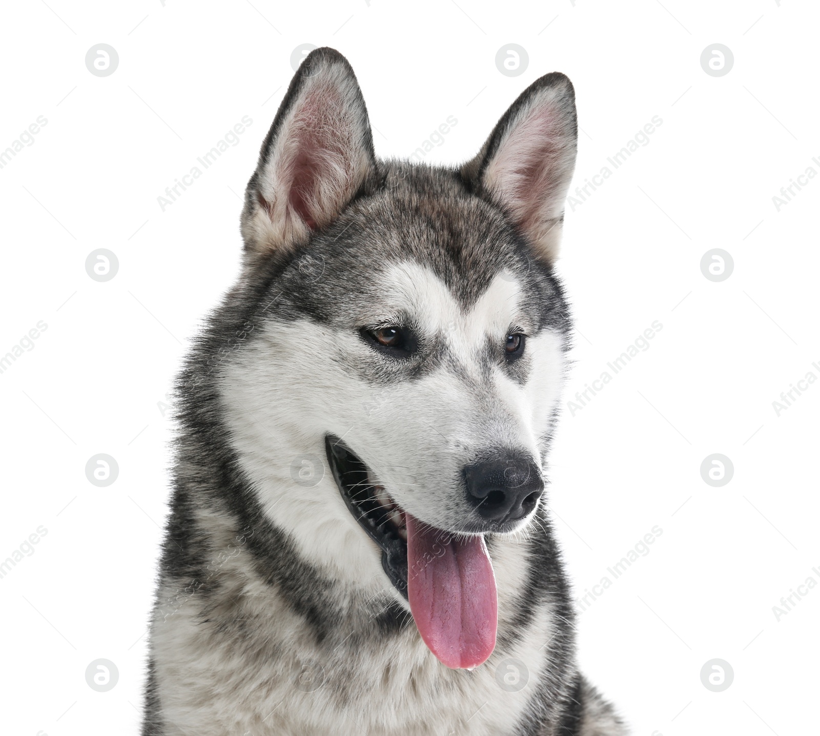 Photo of Cute Alaskan Malamute dog on white background