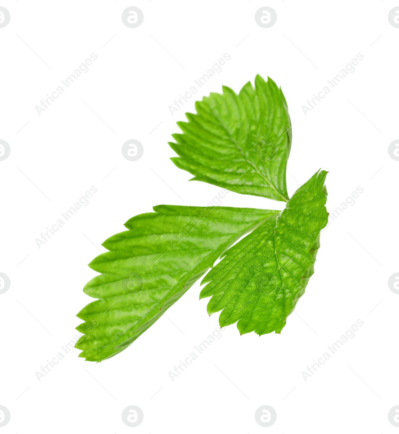 Photo of Green wild strawberry leaf isolated on white