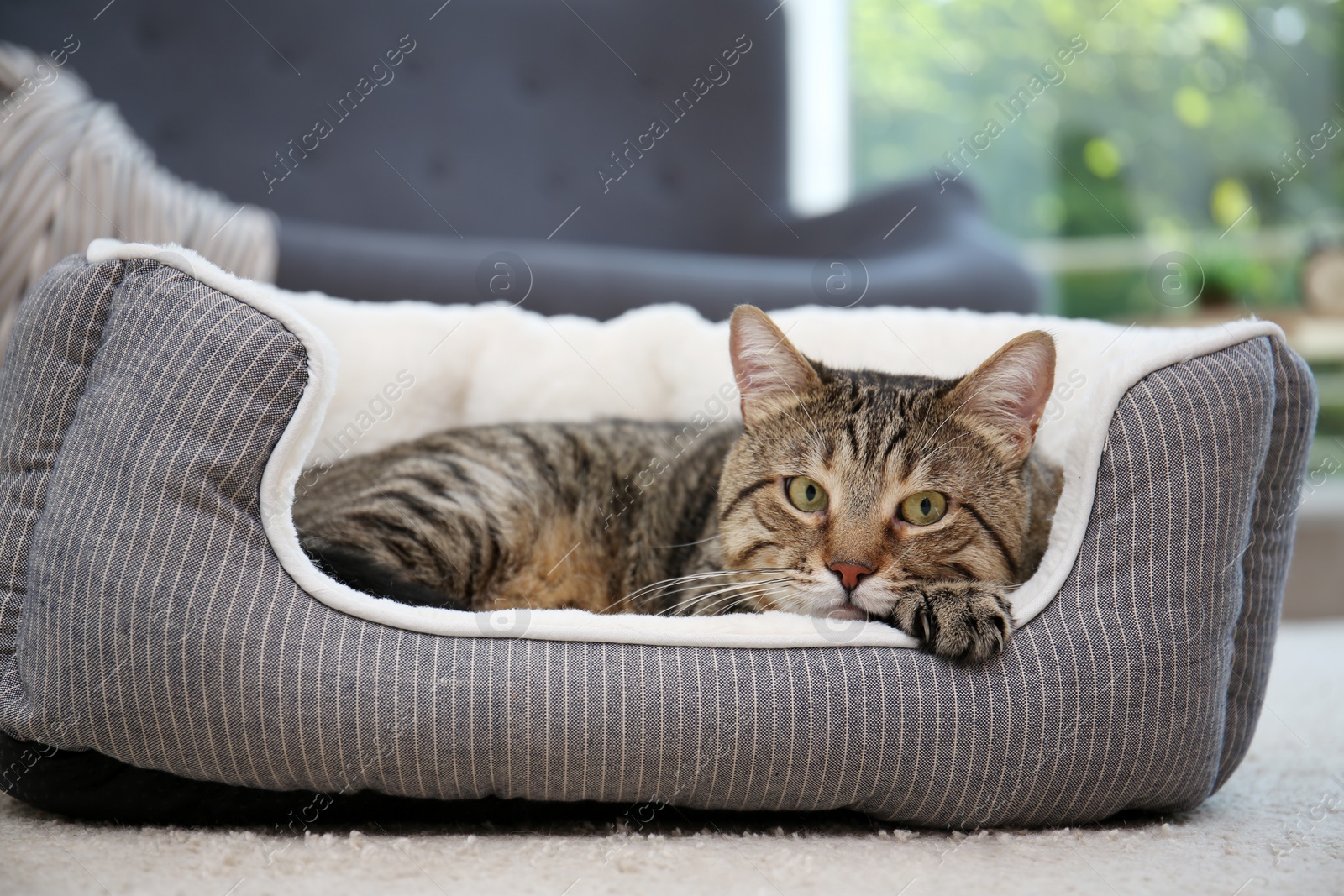 Photo of Cute cat resting on pet bed at home