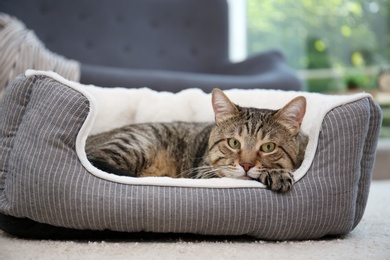 Cute cat resting on pet bed at home