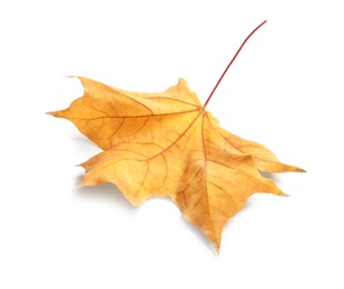 Beautiful autumn leaf on white background. Fall foliage