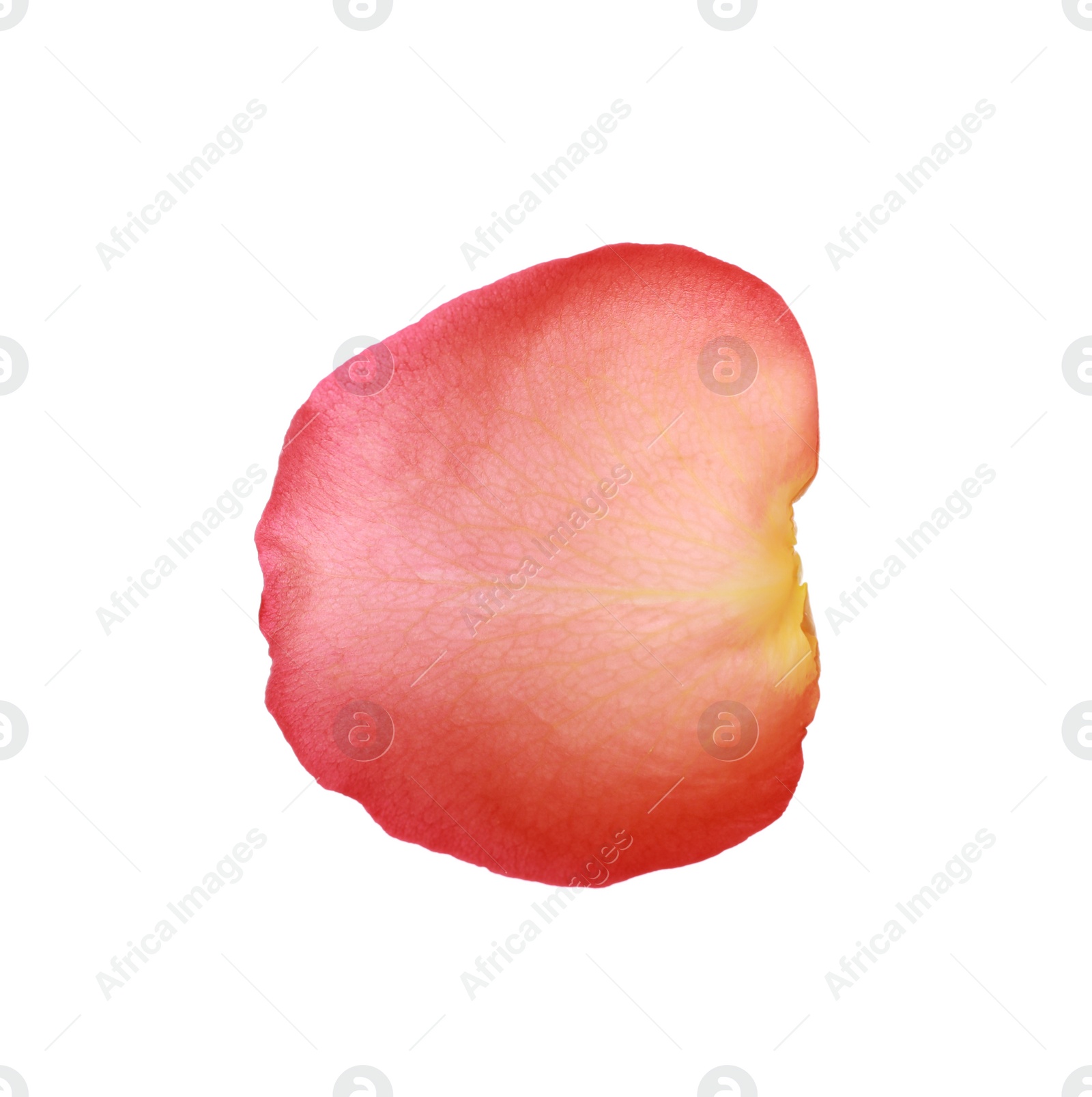 Photo of Beautiful pale red rose petal isolated on white