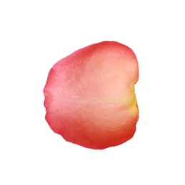 Photo of Beautiful pale red rose petal isolated on white