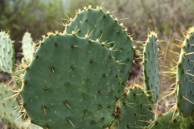 Closeup view of beautiful cactus growing outdoors