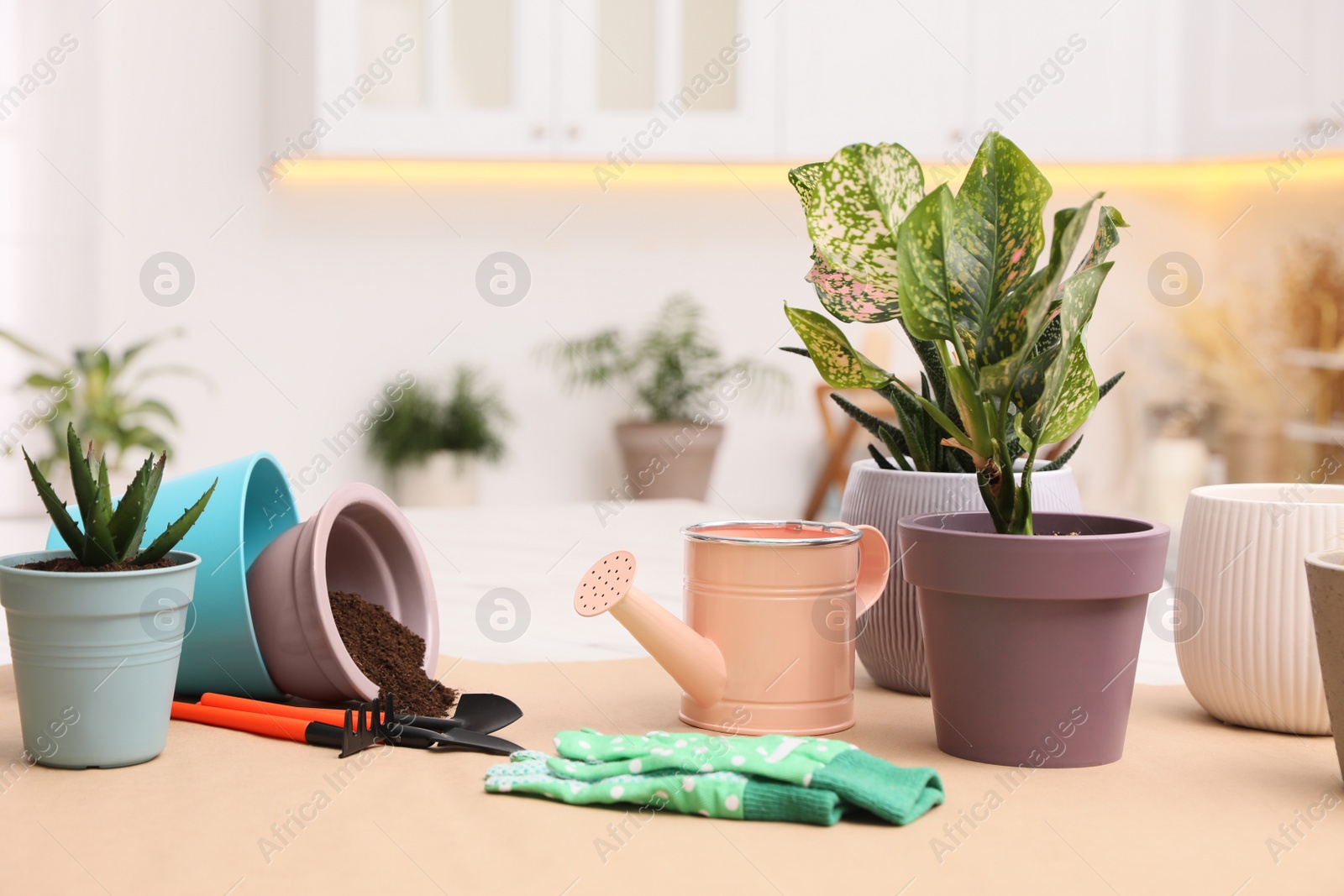 Photo of Beautiful houseplants and gardening tools on table indoors