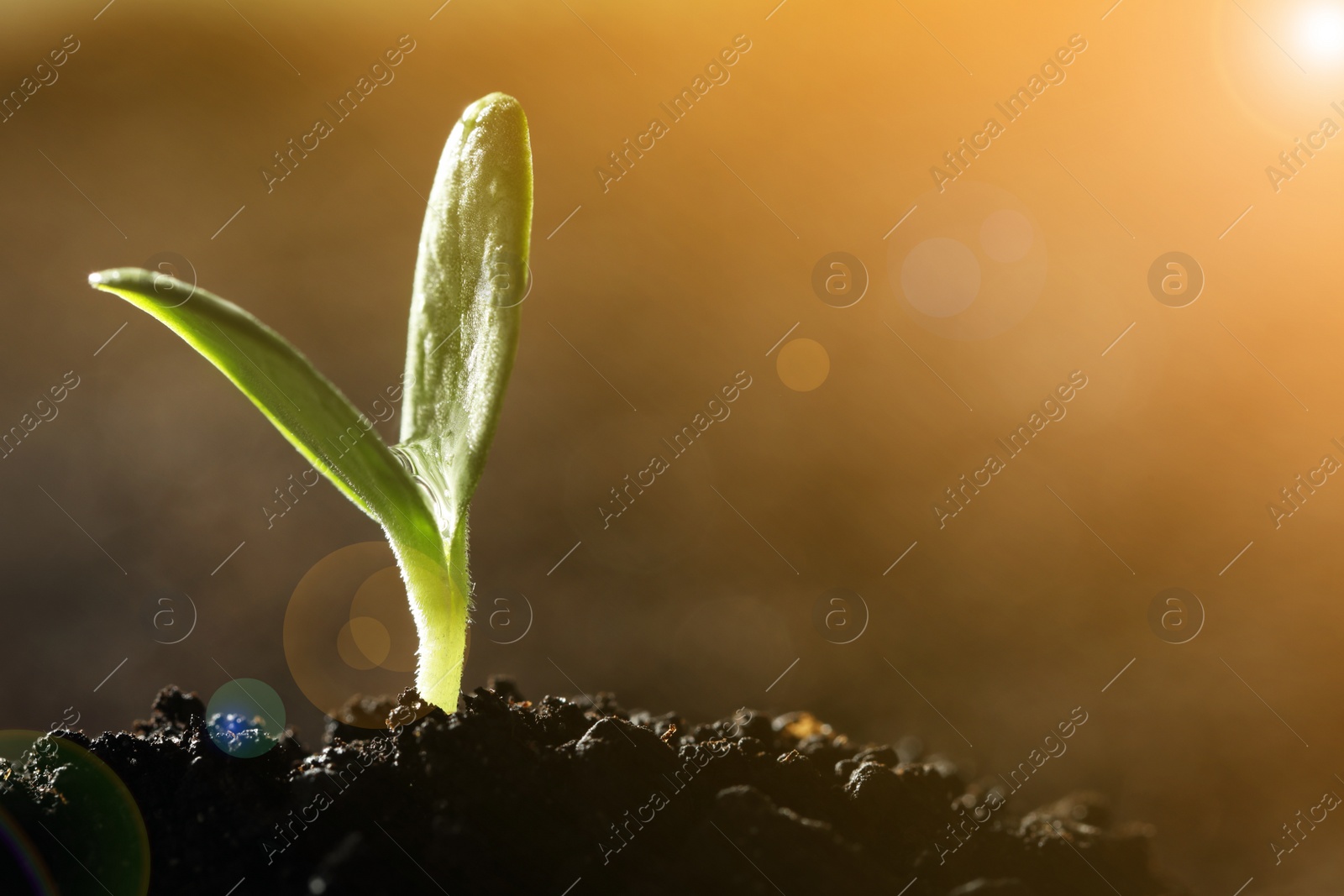 Image of Sunlit young vegetable plant grown from seed in soil, closeup. Space for text