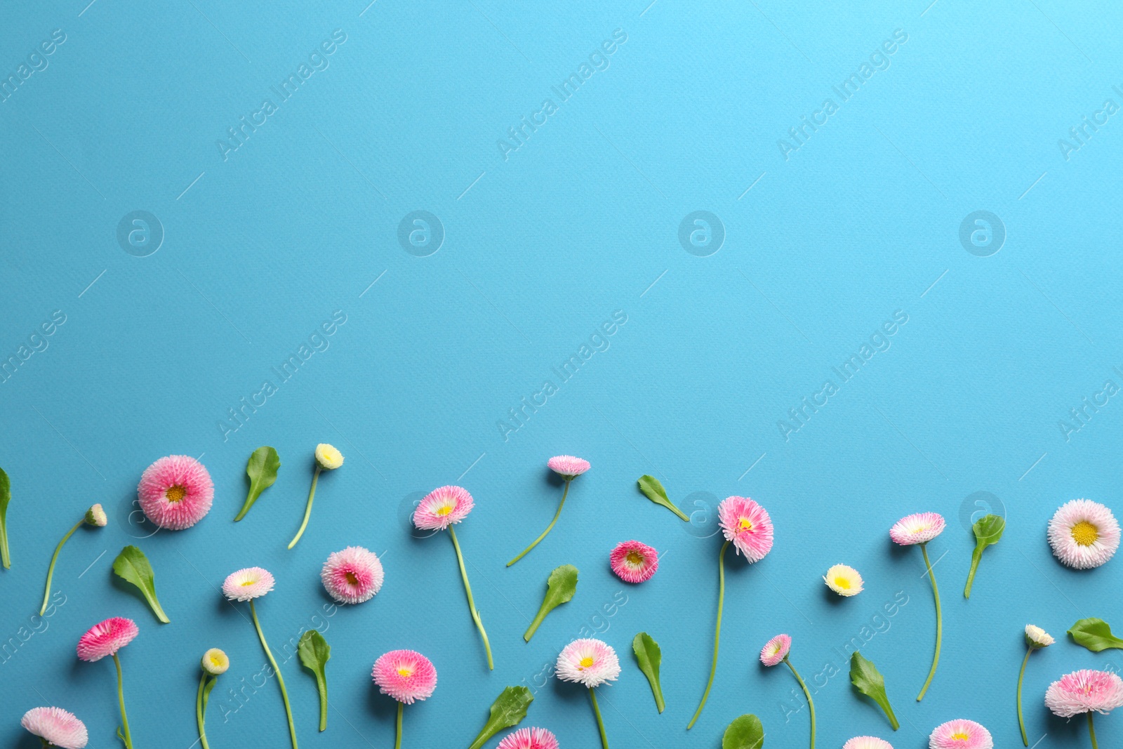 Photo of Flat lay composition with spring daisy flowers and space for text on color background