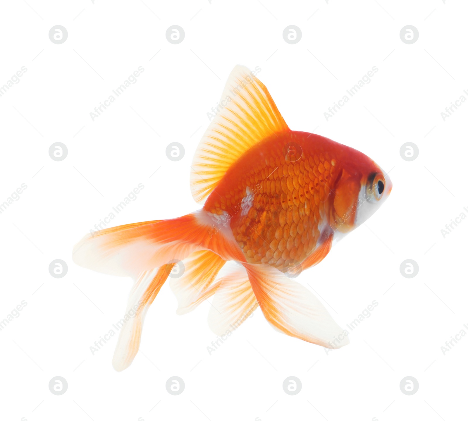 Photo of Beautiful bright small goldfish isolated on white