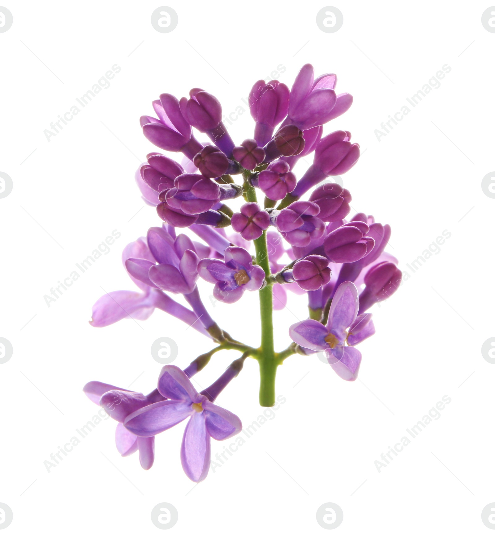 Photo of Branch with lilac flowers on white background