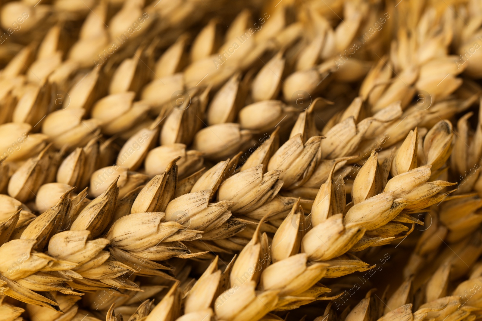 Photo of Dried ears of wheat as background, closeup