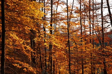 Photo of Picturesque view of beautiful forest on sunny autumn day