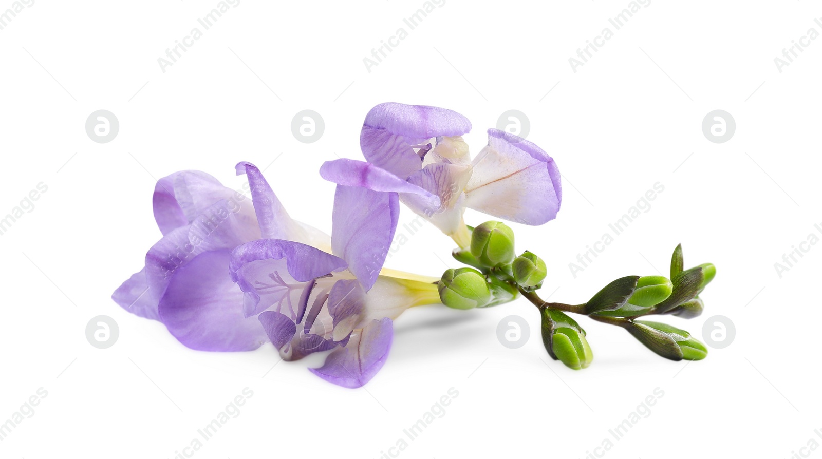 Photo of Beautiful violet freesia flower isolated on white