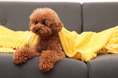 Photo of Cute Maltipoo dog with plaid resting on sofa. Lovely pet