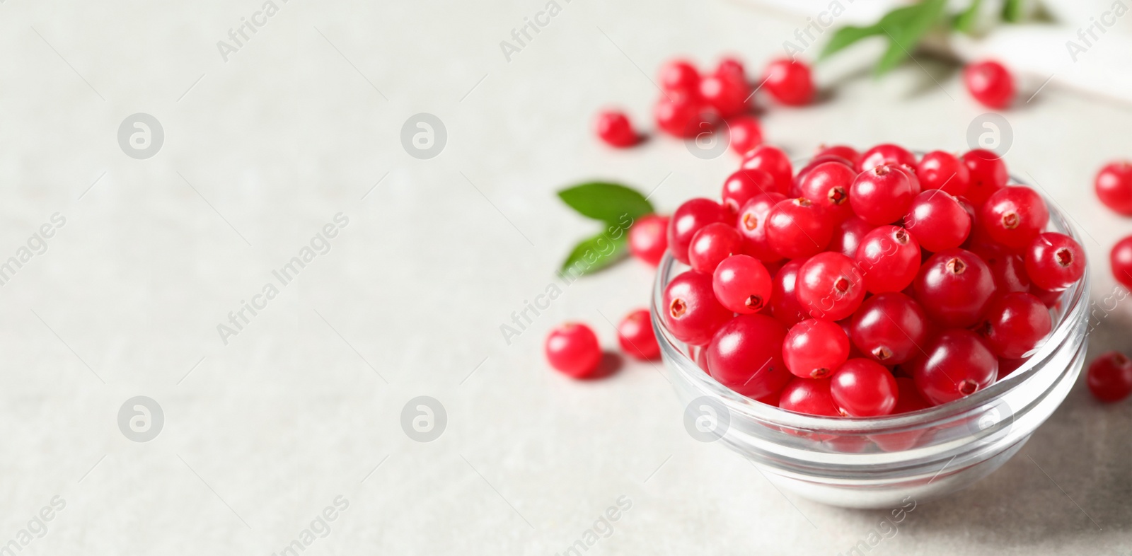 Image of Fresh cranberry in glass bowl on light table, space for text. Banner design