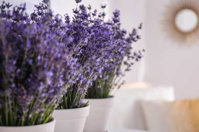 Photo of Beautiful lavender flowers indoors, closeup. Space for text