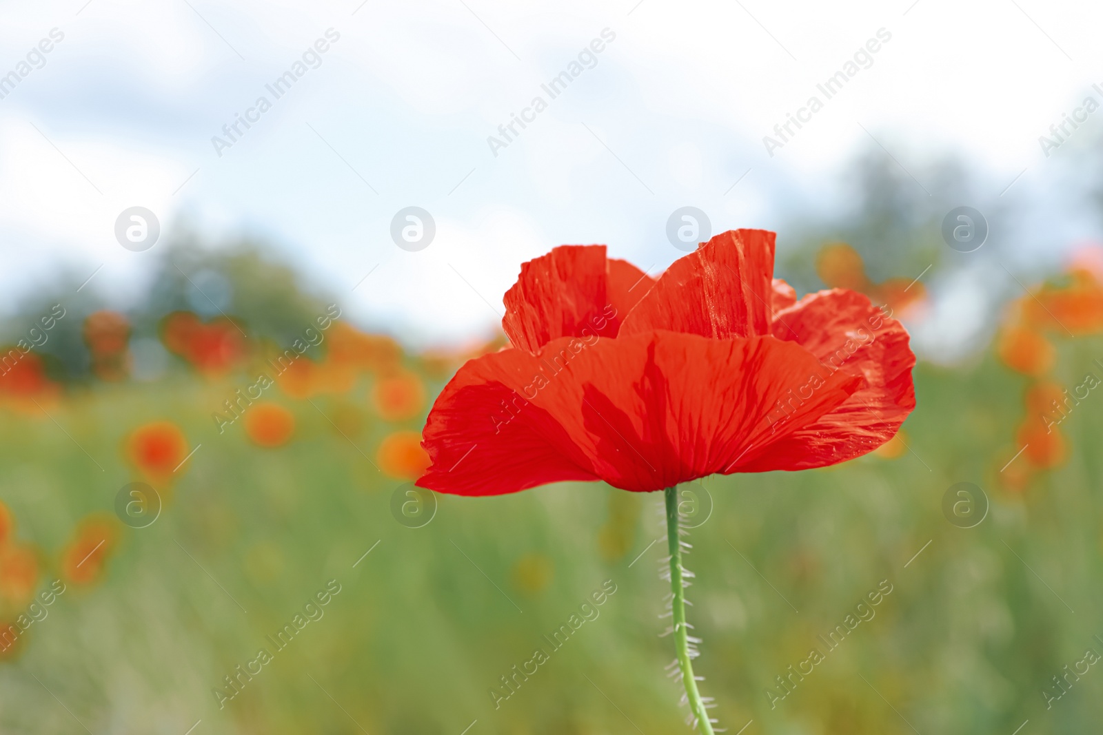 Photo of Beautiful red poppy flower growing in field, closeup