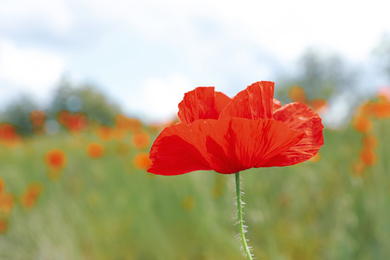 Beautiful red poppy flower growing in field, closeup