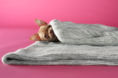 Photo of Cute Chihuahua puppy wrapped in blanket on pink background. Baby animal