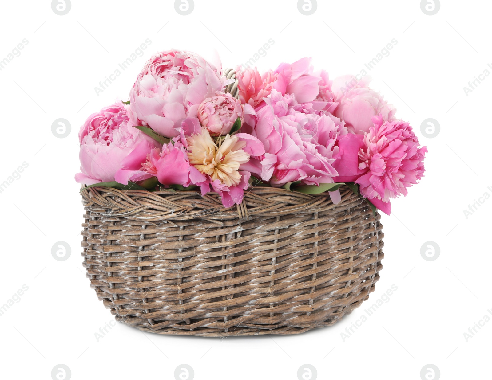 Photo of Beautiful peonies in wicker basket isolated on white