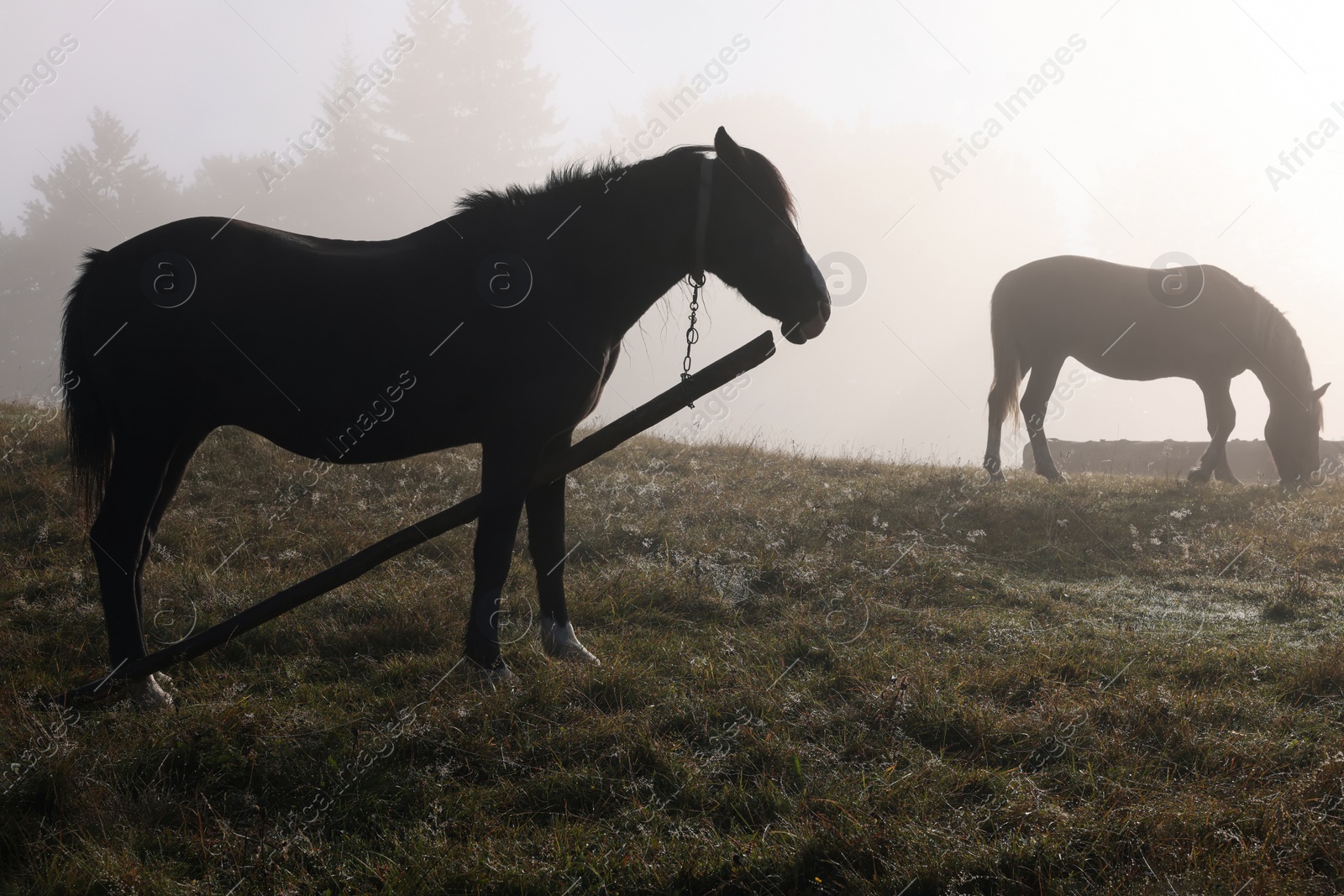 Photo of Horses grazing on pasture outdoors in misty morning. Lovely domesticated pets