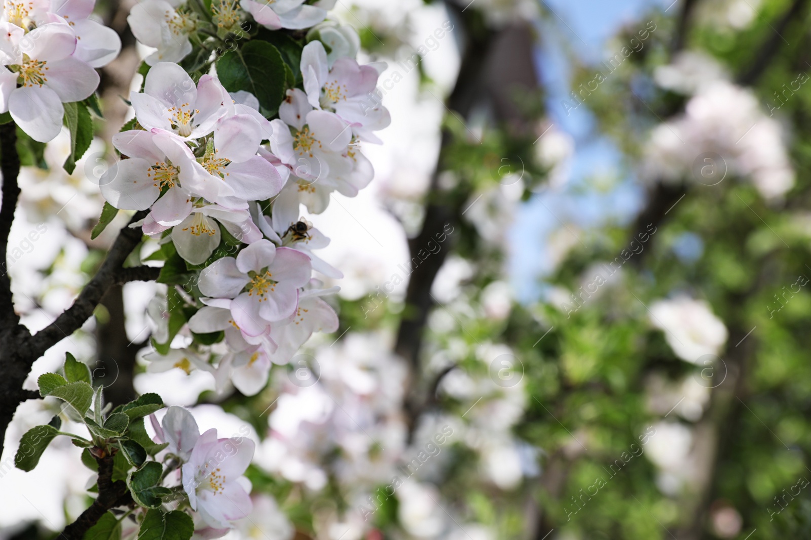 Photo of Closeup view of blossoming tree with white flowers outdoors