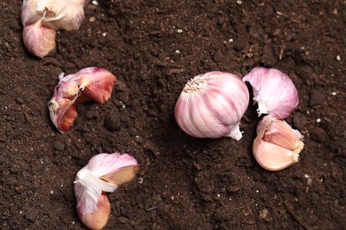 Photo of Head and cloves of garlic on fertile soil, flat lay. Vegetable planting